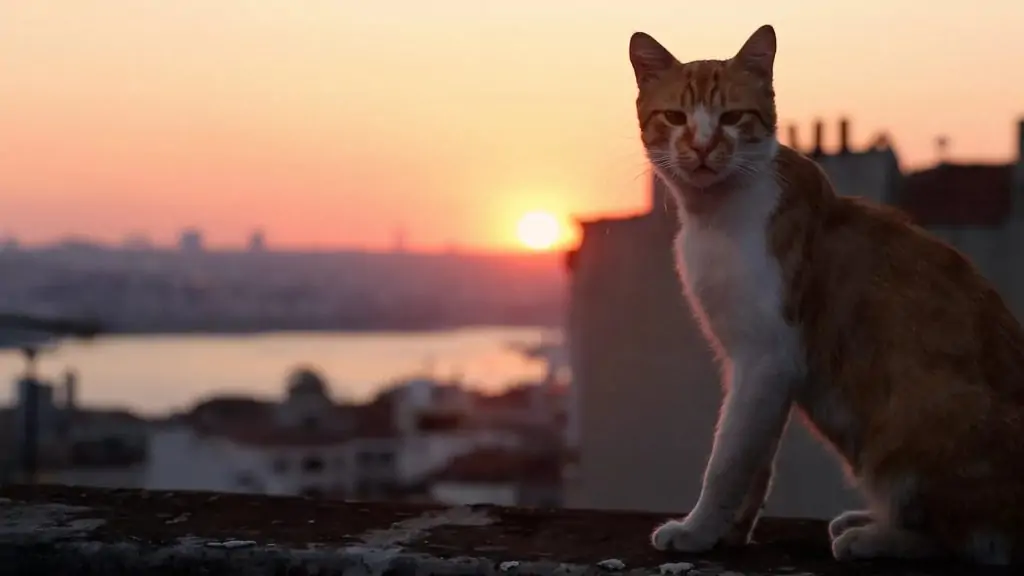 Cena do filme "Gatos", que mostra a vida de gatos de rua em Istambul (Frame)